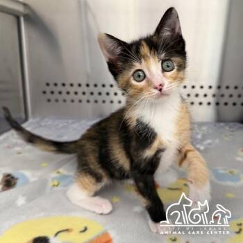 Domestic Short Hair Cats Available for Adoption in Irvine, California - DONNA | PetCurious