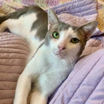 Jalen -  Domestic Short Hair Cat for Adoption in Philadelphia, Pennsylvania - Jalen | PetCurious