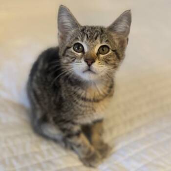 Minnow -  American Bobtail and Domestic Short Hair Cat for Adoption in Brownsboro, Alabama - Minnow | PetCurious