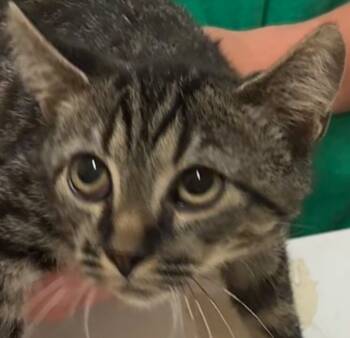 Rescue Domestic Short Hair Cats for Adoption in Elizabethton, Tennessee - DARBY | PetCurious