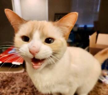 Siamese and Domestic Short Hair Cats Available for Adoption - Mango | PetCurious