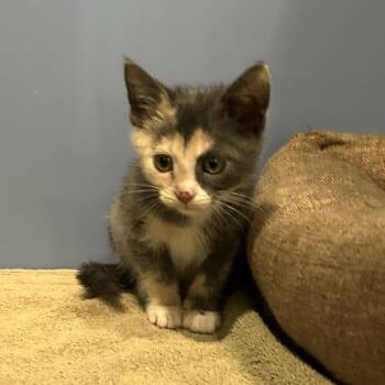 Eclipse -  Domestic Short Hair Cat for Adoption in Cheyenne, Wyoming - Eclipse | PetCurious