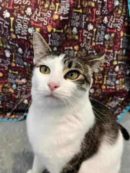 Rescue Domestic Short Hair and Tabby Cats for Adoption in Livonia, Michigan - Pixie Poo | PetCurious