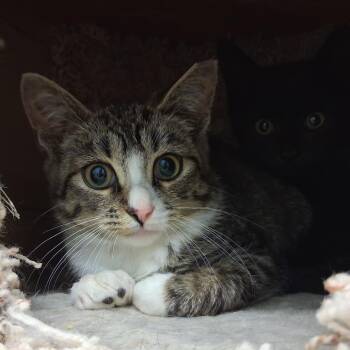 Philo -  Domestic Short Hair Cat for Adoption in Middlebury, Vermont - Philo | PetCurious
