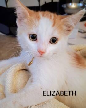 Elizabeth -  Domestic Short Hair Cat for Adoption in Redondo Beach, California - Elizabeth | PetCurious