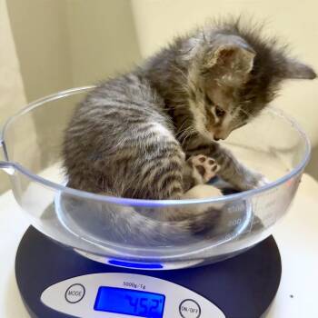 Domestic Short Hair Cats Available for Adoption - Wishingstar 25 | PetCurious