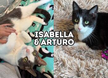 Isabella & Arturo (Bonded Pair) -  Domestic Short Hair Cat for Adoption in Sterling Heights, Michigan - Isabella & Arturo (Bonded Pair) | PetCurious