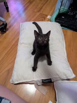 Lemmy -  Domestic Medium Hair Cat for Adoption in Absecon, New Jersey - Lemmy | PetCurious