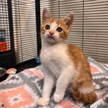 Liberty -  Domestic Short Hair Cat for Adoption in Charleston, South Carolina - Liberty | PetCurious
