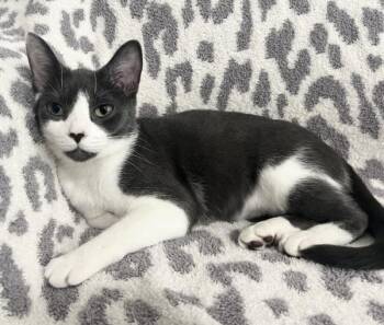 Miss Serena -  Domestic Short Hair Cat Available for Adoption in Indian Land, South Carolina - Miss Serena | PetCurious