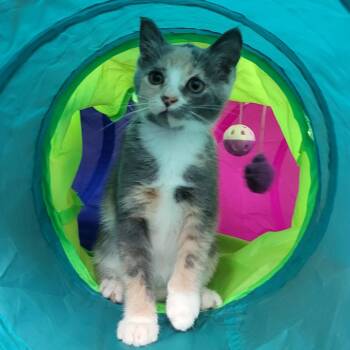Tripoli -  Domestic Short Hair Cat for Adoption in Chattanooga, Tennessee - Tripoli | PetCurious