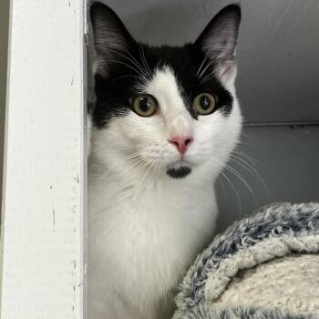 Cricket -  Domestic Short Hair Cat for Adoption in Lenexa, Kansas - Cricket | PetCurious