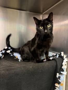 Toba -  Domestic Short Hair Cat for Adoption in Fruit Heights, Utah - Toba | PetCurious