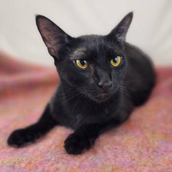 Alma -  Domestic Short Hair Cat for Adoption in New York, New York - Alma | PetCurious