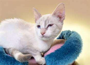 Domestic Short Hair Cats Available for Adoption - LOIZA | PetCurious