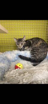 VinoBella -  Torbie Cat for Adoption in Las Vegas, Nevada - VinoBella | PetCurious
