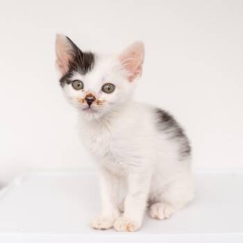 Banshee -  Domestic Short Hair Cat for Adoption in New York, New York - Banshee | PetCurious