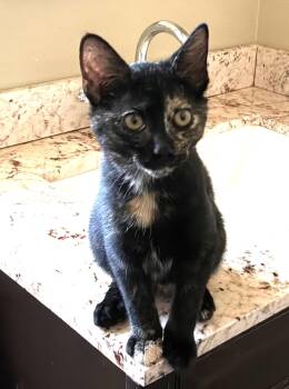 Marble -  Domestic Short Hair Cat for Adoption in Seal Beach, California - Marble | PetCurious