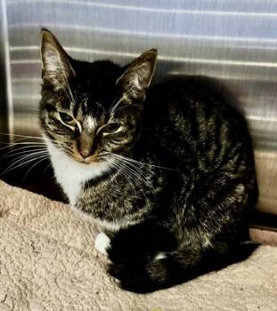 Domestic Short Hair Cats Available for Adoption in Allegan, Michigan - Princess Donut | PetCurious