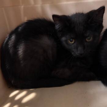 Phineas -  Domestic Short Hair Cat for Adoption in Allentown, Pennsylvania - Phineas | PetCurious