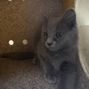 Jalapeno Burger -  Domestic Long Hair Cat for Adoption in Cheyenne, Wyoming - Jalapeno Burger | PetCurious