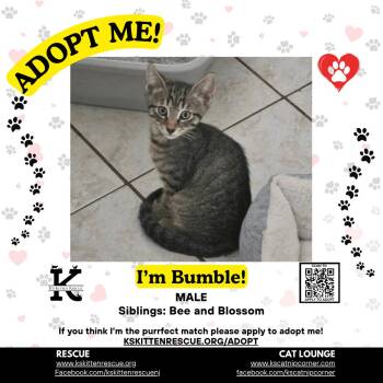 Bumble -  Domestic Short Hair Cat for Adoption in OSBORNVILLE, New Jersey - Bumble | PetCurious
