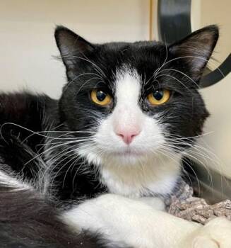 Codi -  Domestic Short Hair Cat for Adoption in Fairfax, Virginia - Codi | PetCurious