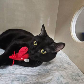 Peep -  Domestic Short Hair Cat for Adoption in Conway, New Hampshire - Peep | PetCurious