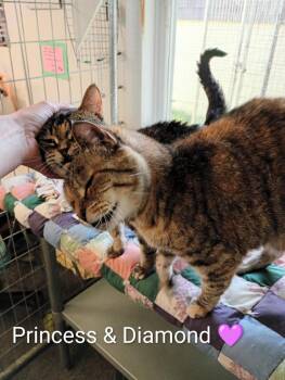 Princess -  Domestic Short Hair Cat for Adoption in Saint James, Minnesota - Princess | PetCurious