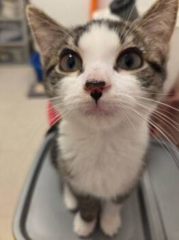 Rescue Domestic Short Hair Cats for Adoption - Azalea | PetCurious