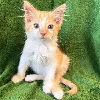 Swing -  Domestic Medium Hair Cat for Adoption in Mt. Juliet, Tennessee - Swing | PetCurious