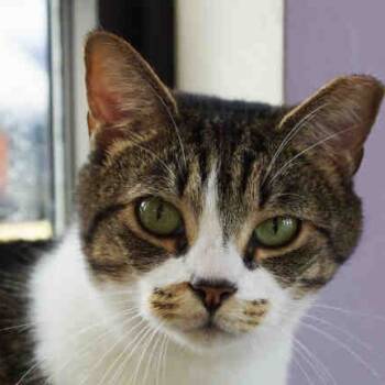 Rescue Domestic Short Hair Cats for Adoption in West Palm Beach, Florida - Lily | PetCurious