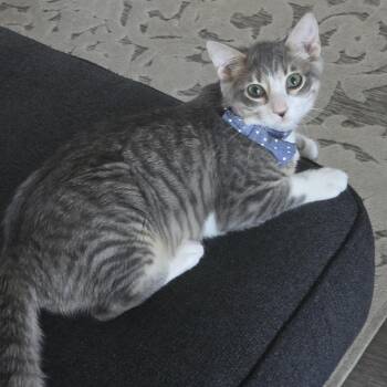 Domestic Short Hair Cats Available for Adoption in Bentonville, Arkansas - Blitz | PetCurious