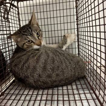 Courage -  Domestic Short Hair Cat for Adoption in Edinburg, Texas - Courage | PetCurious