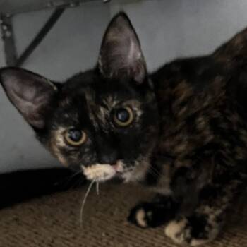 Whirl -  Domestic Short Hair Cat for Adoption in Sarasota, Florida - Whirl | PetCurious