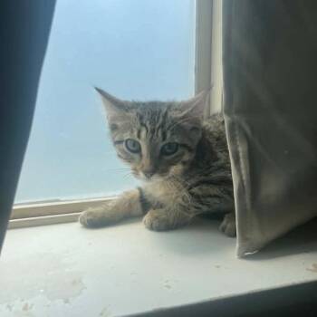 Toni Scott -  Domestic Short Hair Cat for Adoption in Eagle Mountain, Utah - Toni Scott | PetCurious