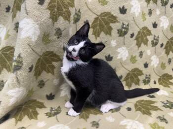 Rescue Domestic Short Hair Cats for Adoption in Bear, Delaware - Dolce | PetCurious
