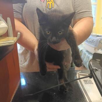 Alto -  Domestic Short Hair Cat for Adoption in Lynchburg, Virginia - Alto | PetCurious