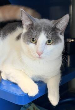 Rescue Domestic Short Hair Cats for Adoption in Sault Ste. Marie, Michigan - Sully | PetCurious