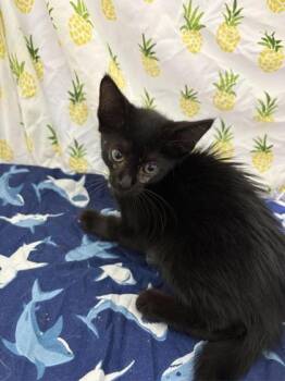 Lotus -  Domestic Short Hair Cat for Adoption in Gainesville, Florida - Lotus | PetCurious