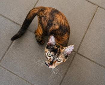 Tindra -  Calico Cat for Adoption in Calimesa, California - Tindra | PetCurious