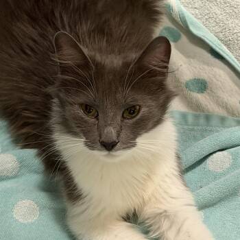 Domestic Medium Hair Cats Available for Adoption in Columbia, South Carolina - Sue Flay | PetCurious