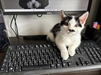 Smoothie (noir/blanc) -  Domestic Short Hair Cat for Adoption in Montreal, Quebec - Smoothie (noir/blanc) | PetCurious