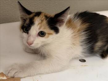 BECKY -  Domestic Short Hair Cat for Adoption in Tracy, California - BECKY | PetCurious