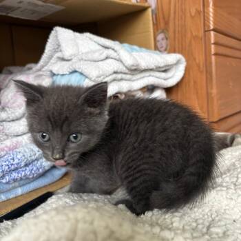 Astro (purple collar) -  Domestic Short Hair Cat for Adoption in Puslinch, Ontario - Astro (purple Collar) | PetCurious