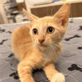 Joe -  Domestic Short Hair Cat for Adoption in Houston, Texas - Joe | PetCurious