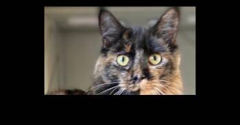 MAGGIE-LYNN -  Domestic Long Hair Cat for Adoption - MAGGIE-LYNN | PetCurious