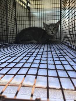 Mathers -  Domestic Short Hair Cat for Adoption in New Braunfels, Texas - Mathers | PetCurious