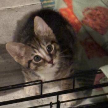 Domestic Short Hair Cats Available for Adoption in La Grange, Kentucky - Meeko | PetCurious