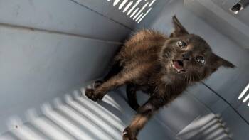 Slayer -  Domestic Short Hair Cat for Adoption in Evansville, Indiana - Slayer | PetCurious